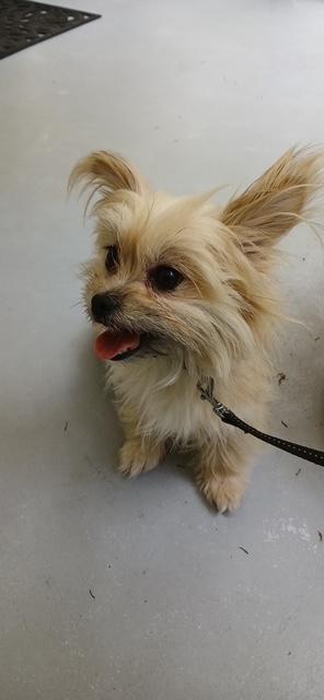 Fluff, a ADOPTABLE mixed breed in Durham, NC image 2/4