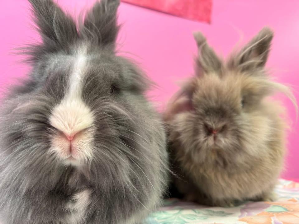 Pena and Fred , a ADOPTABLE Lionhead in St. Charles, MO image 2/3