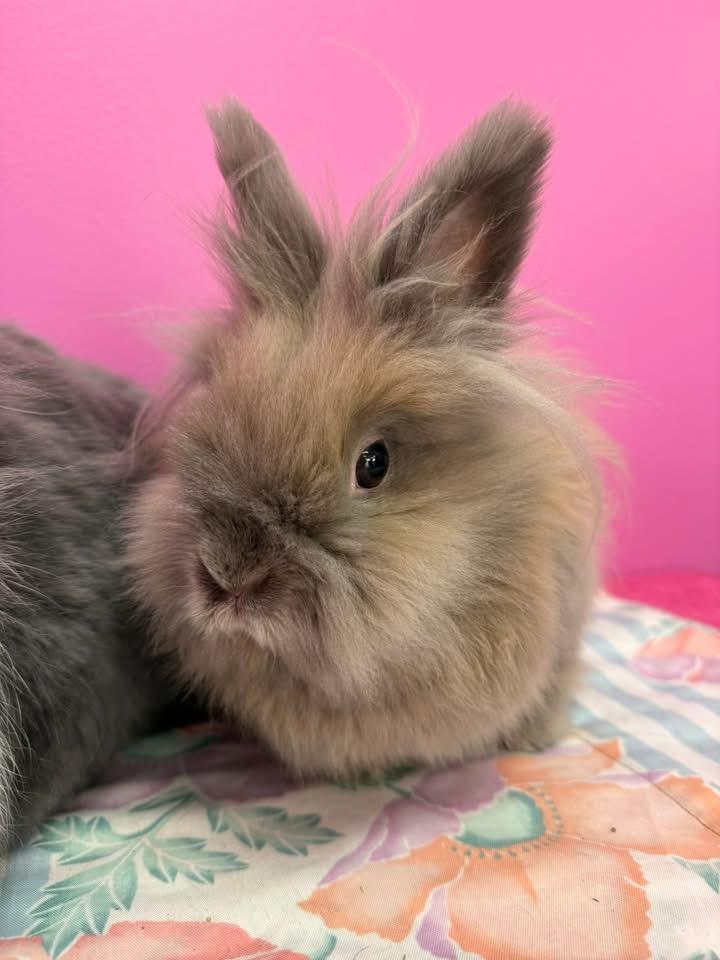 Pena and Fred , a ADOPTABLE Lionhead in St. Charles, MO image 3/3
