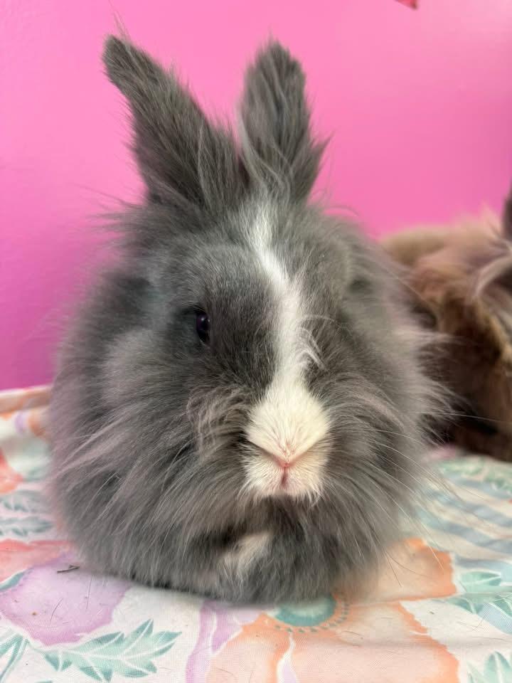 Pena and Fred , a ADOPTABLE Lionhead in St. Charles, MO image 1/3