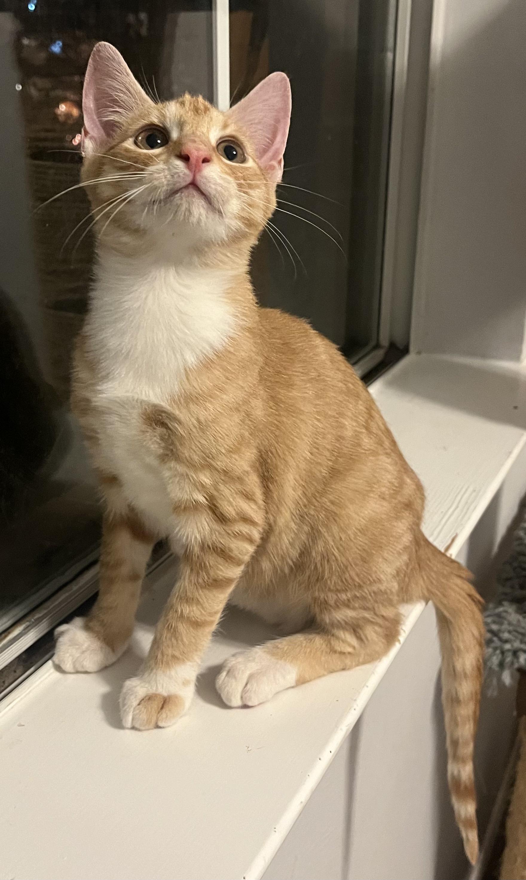 Spice-Portofino PetSmart