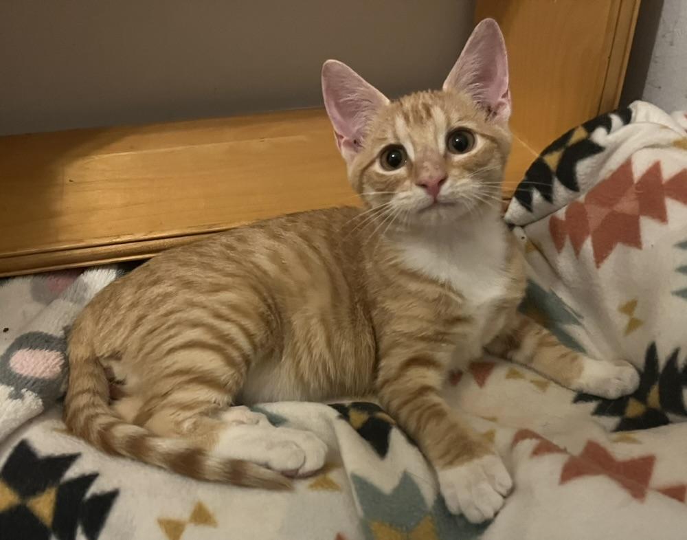 Spice-Portofino PetSmart — thumbnail 3