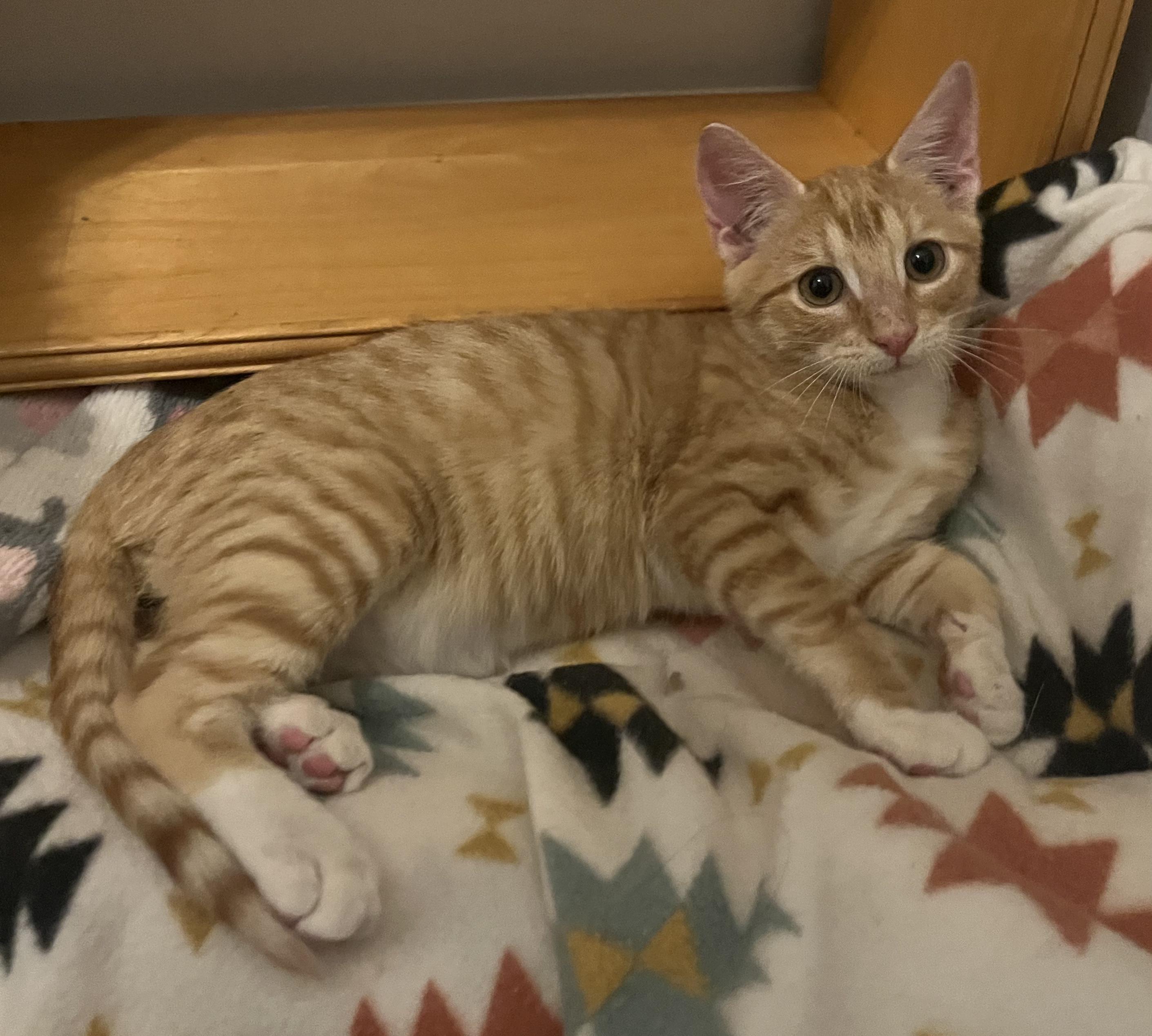 Spice-Portofino PetSmart — thumbnail 4