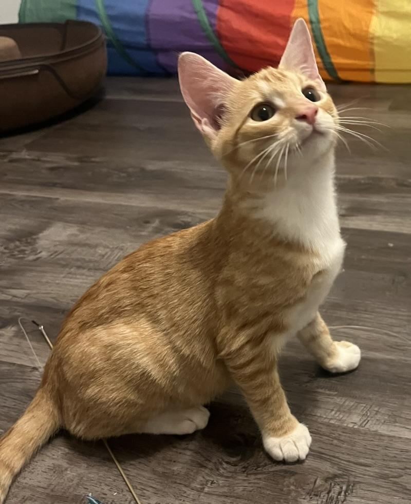 Spice-Portofino PetSmart — thumbnail 5