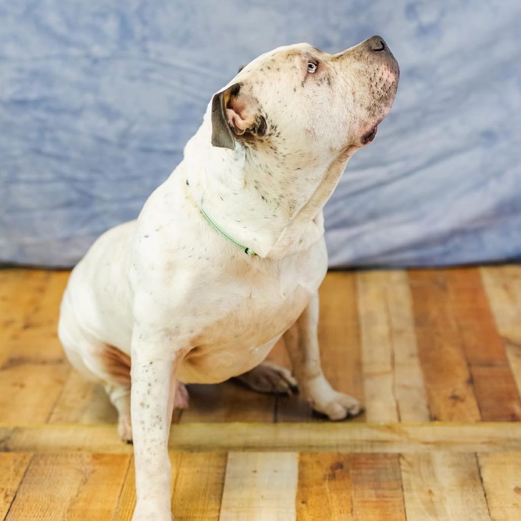 Bulldozer thumbnail 2