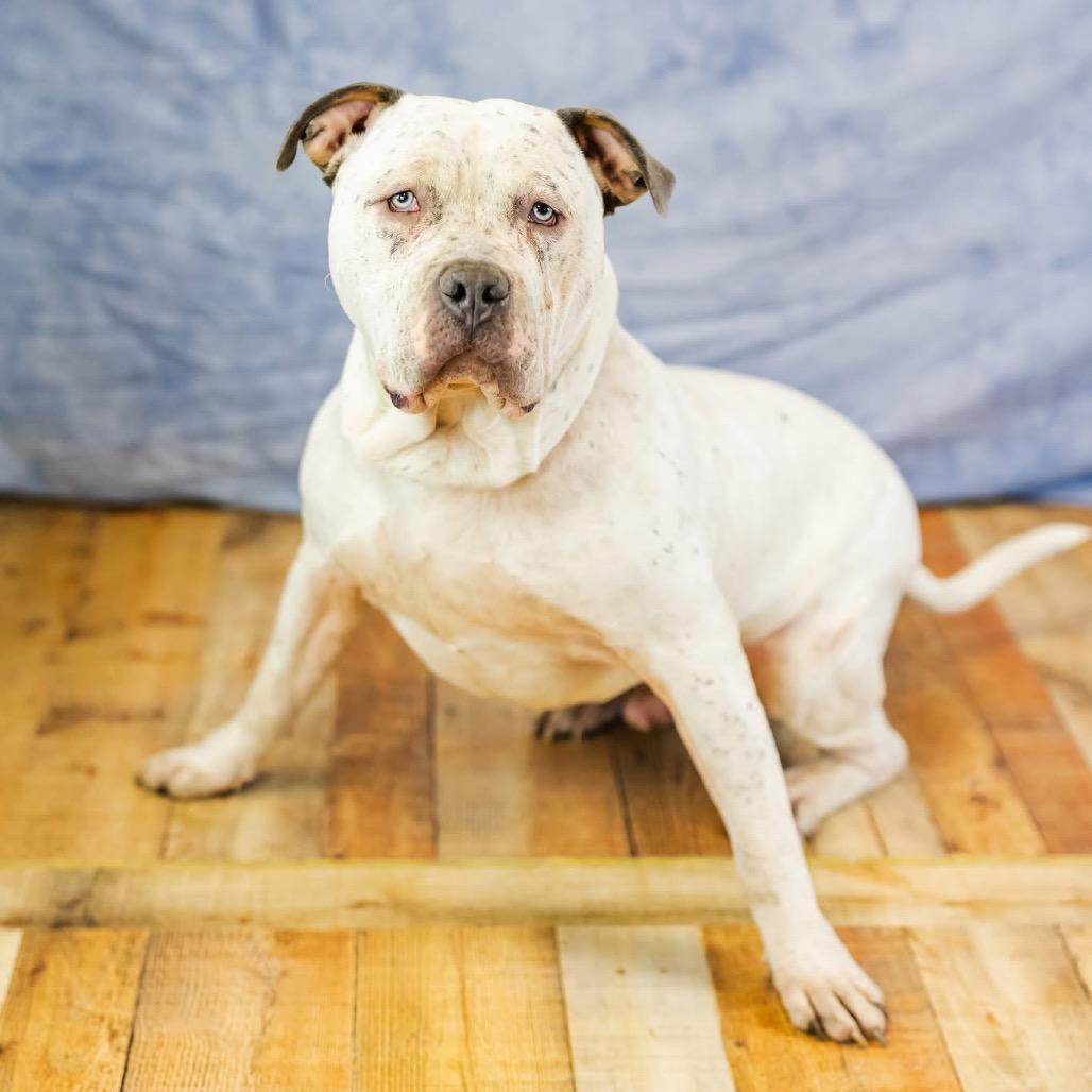 Bulldozer thumbnail 3