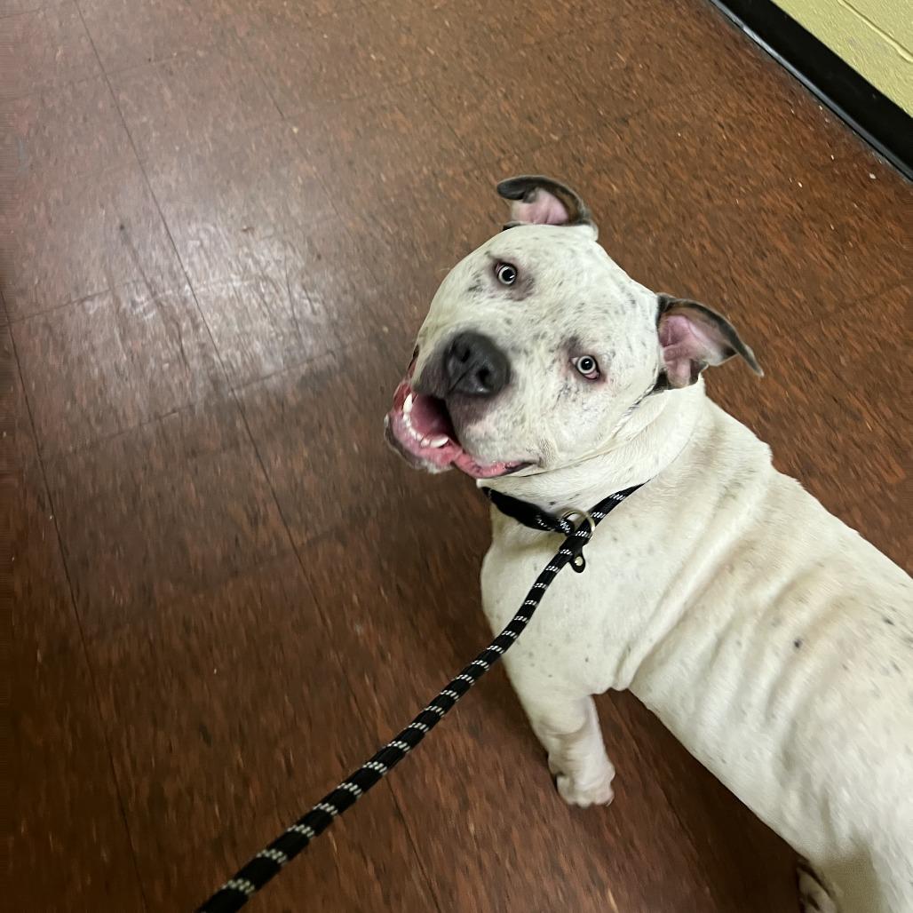 Bulldozer thumbnail 5