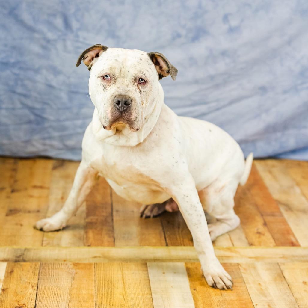 Bulldozer thumbnail 6