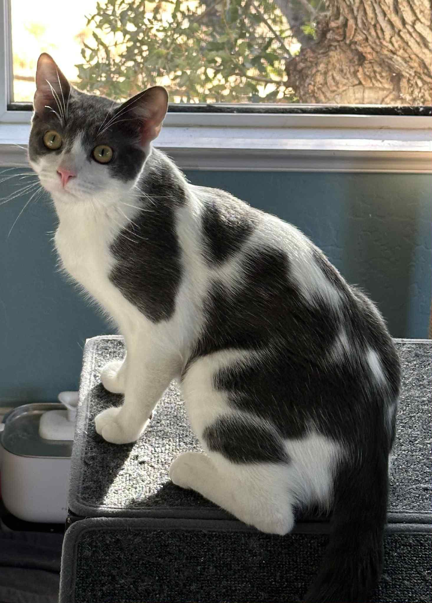 Skeeter, Adoptable, Young Male Domestic Short Hair.