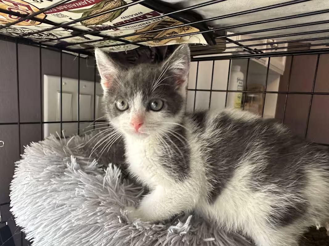 Skeeter, a Adoptable mixed breed in Tehachapi, CA image 3/4