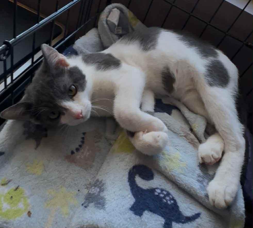 Skeeter, a Adoptable mixed breed in Tehachapi, CA image 4/4