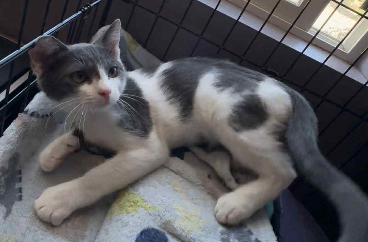 Skeeter, a Adoptable mixed breed in Tehachapi, CA image 2/4