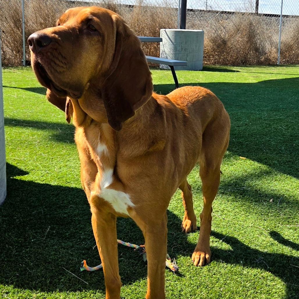Enlarge Peaches, a Adoptable Bloodhound in Idaho Falls, ID image 1/6