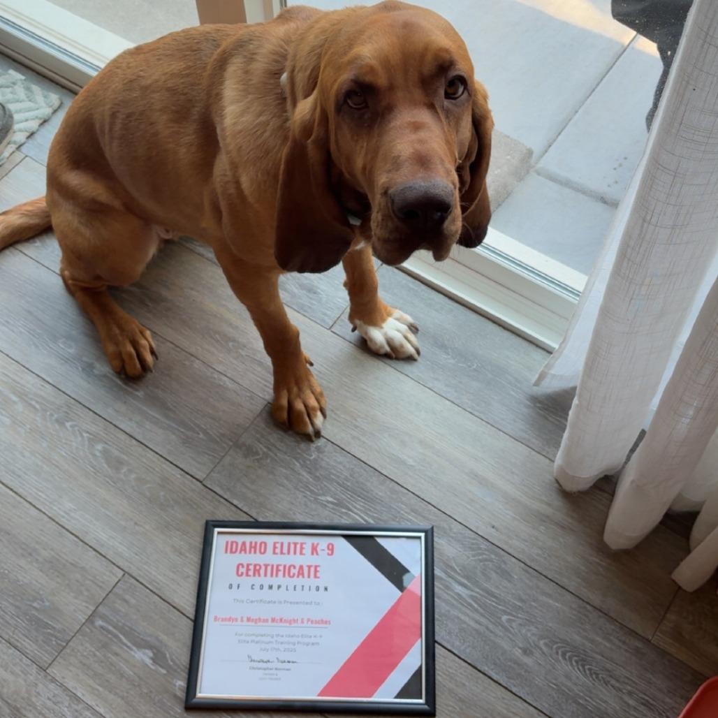 Enlarge Peaches, a Adoptable Bloodhound in Idaho Falls, ID image 2/6