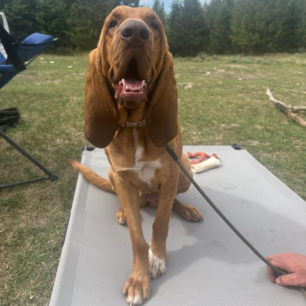 Enlarge Peaches, a Adoptable Bloodhound in Idaho Falls, ID image 3/6
