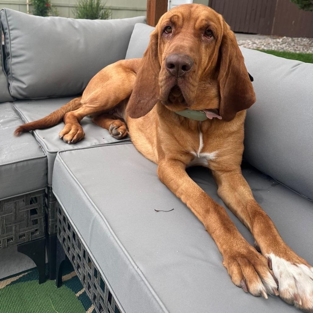 Enlarge Peaches, a Adoptable Bloodhound in Idaho Falls, ID image 4/6