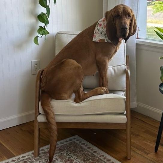 Enlarge Peaches, a Adoptable Bloodhound in Idaho Falls, ID image 6/6