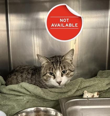 Bernardo, Adoptable, Adult Male Domestic Short Hair & Domestic Short Hair.