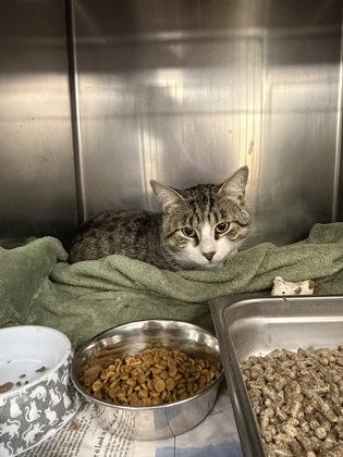 Enlarge Bernardo, a Adoptable mixed breed in Lowell, MA image 2/2