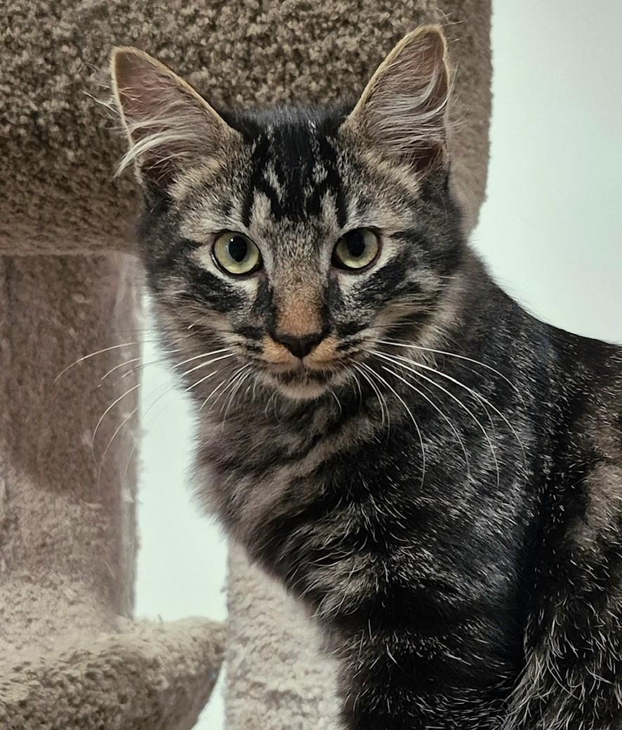 Mage, Adoptable, Kitten Male Domestic Medium Hair.