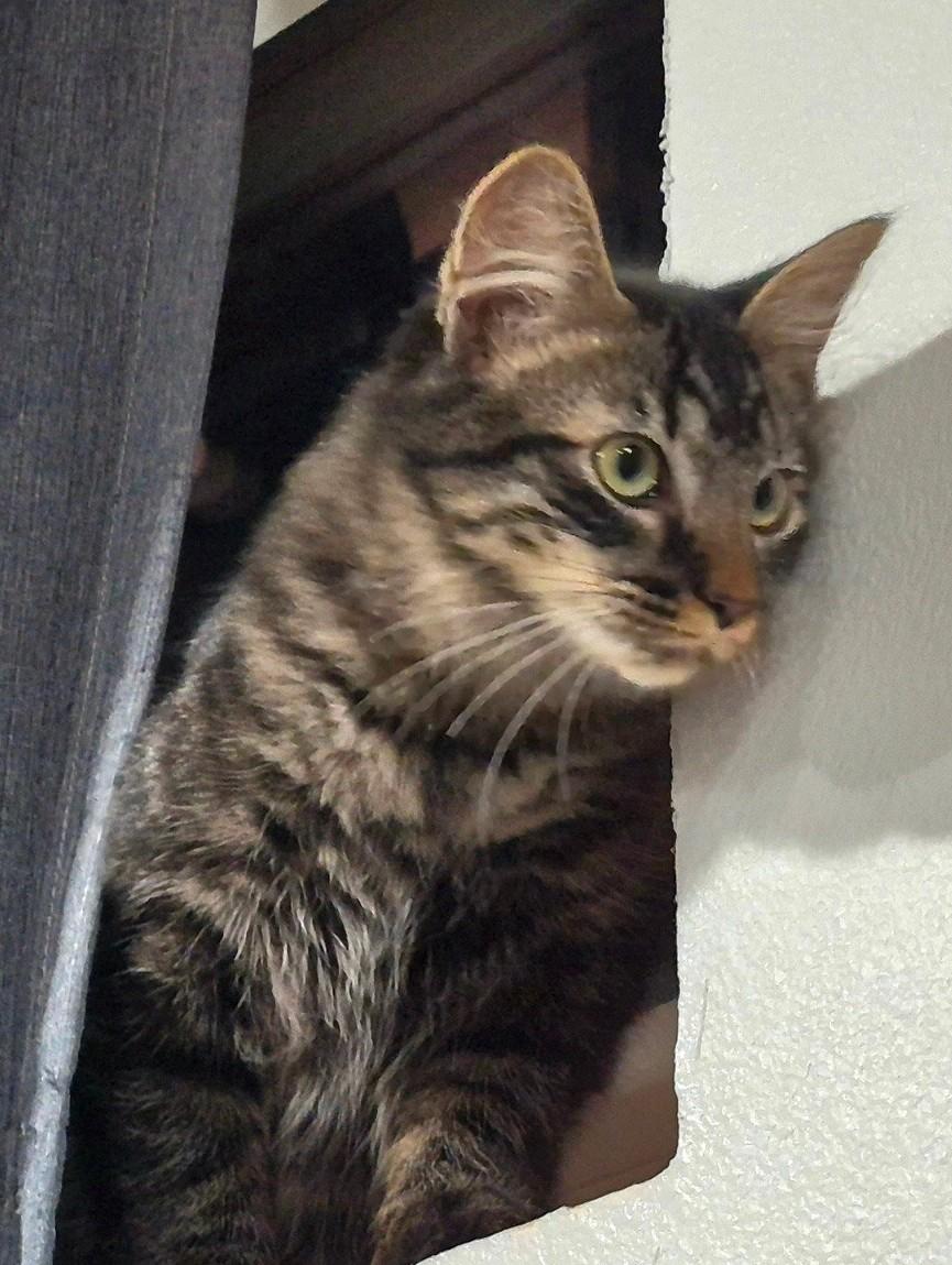 Enlarge Mage, a Adoptable Domestic Medium Hair in Silverton, OR image 4/4