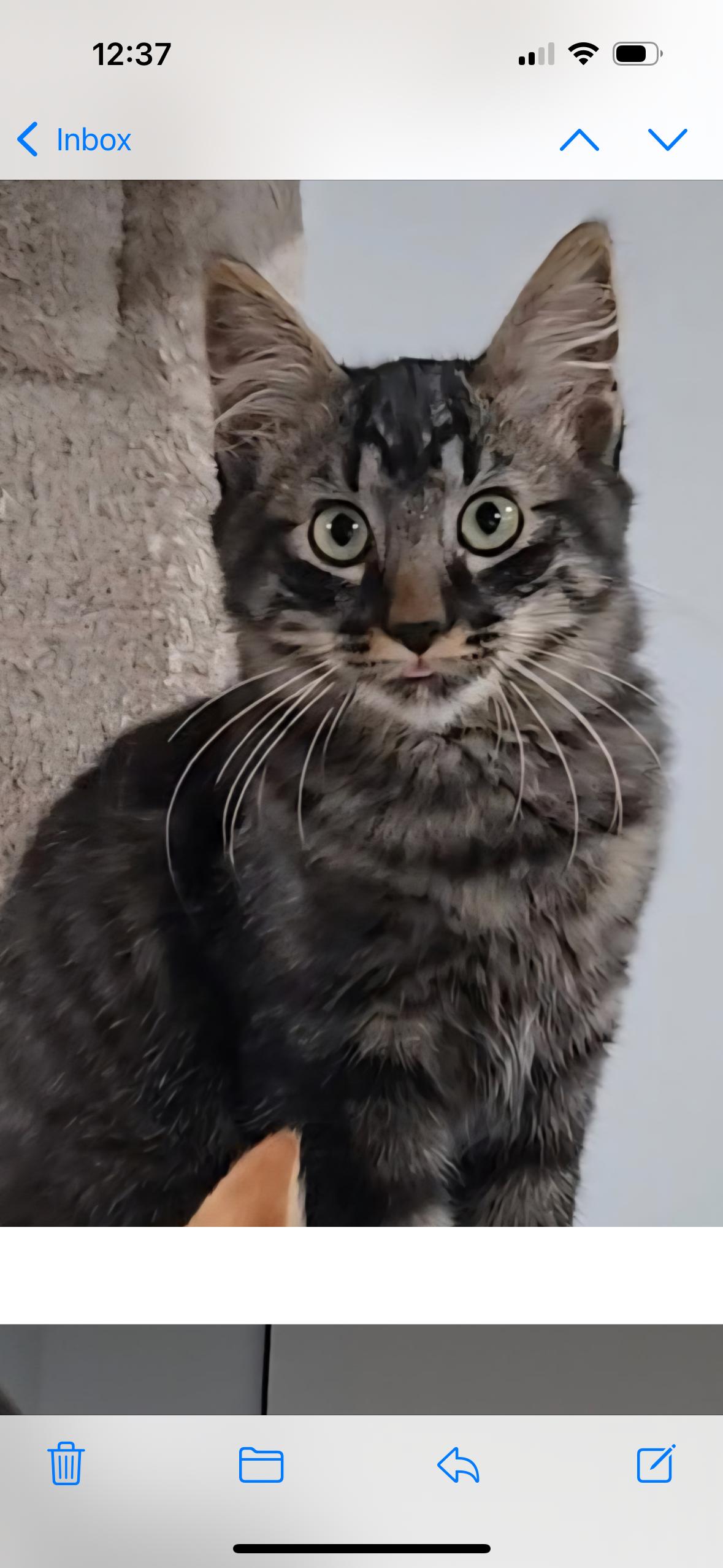 Enlarge Mage, a Adoptable Domestic Medium Hair in Silverton, OR image 2/4