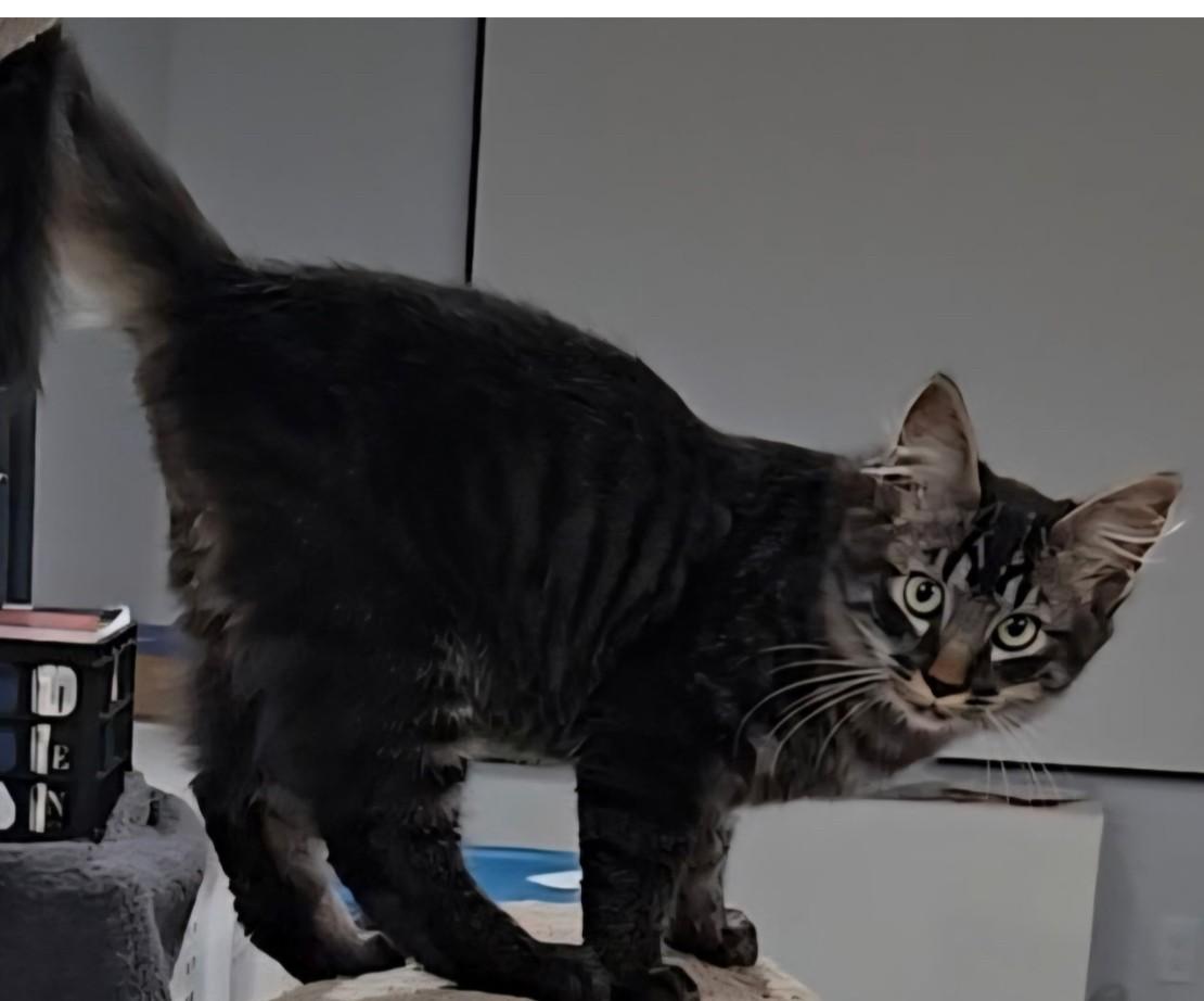 Enlarge Mage, a Adoptable Domestic Medium Hair in Silverton, OR image 3/4