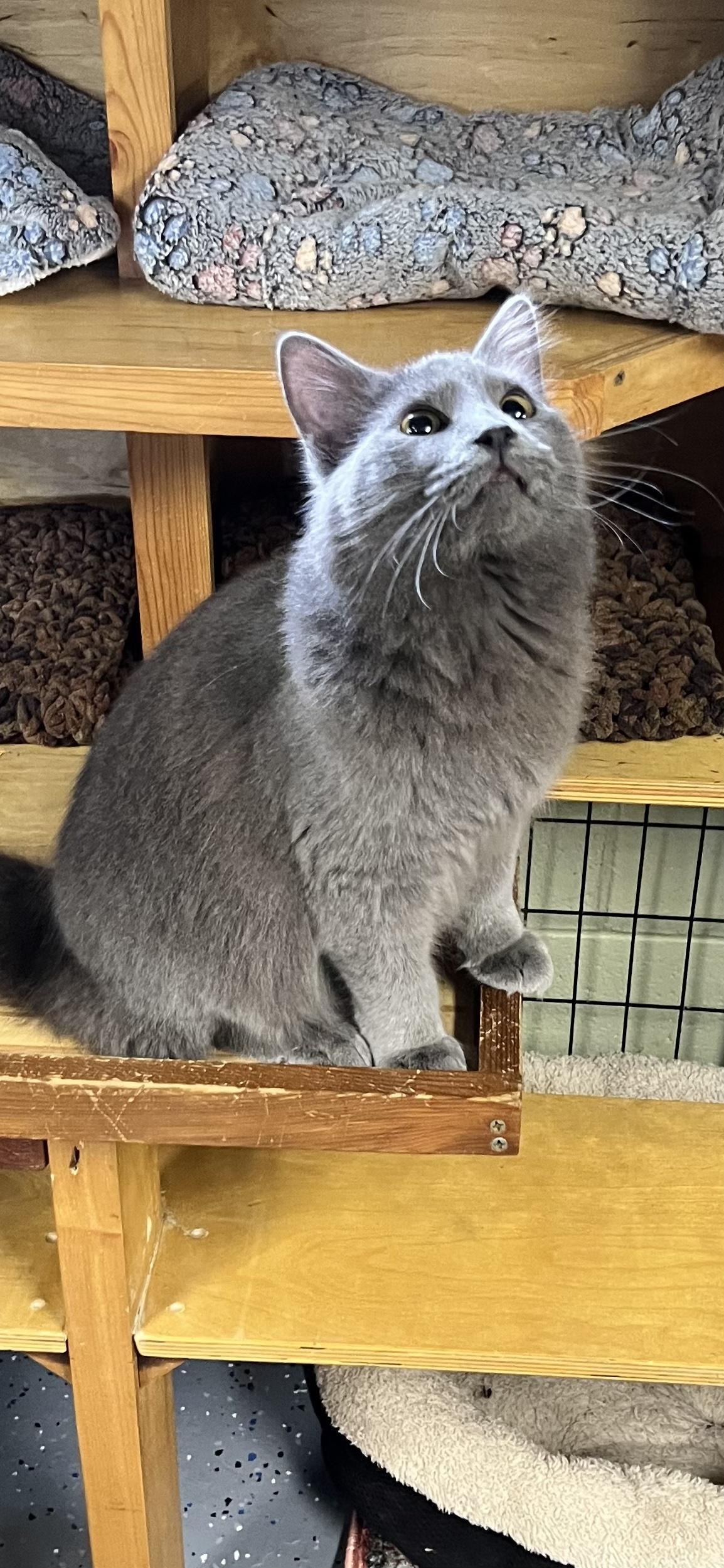 Enlarge Little Dude, an adoptable Domestic Medium Hair in Holland, MI image 4/4