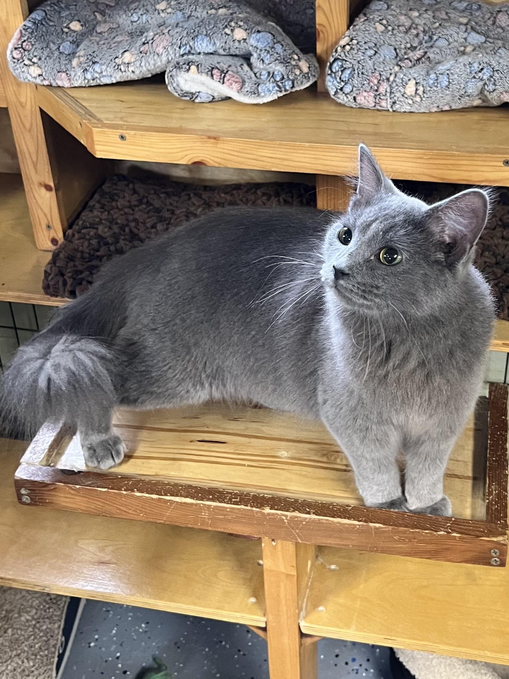 Enlarge Little Dude, an adoptable Domestic Medium Hair in Holland, MI image 2/4