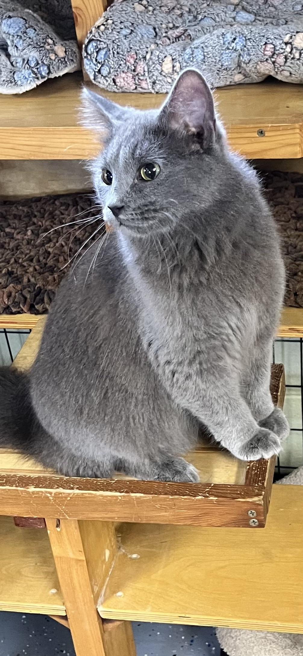 Enlarge Little Dude, an adoptable Domestic Medium Hair in Holland, MI image 3/4