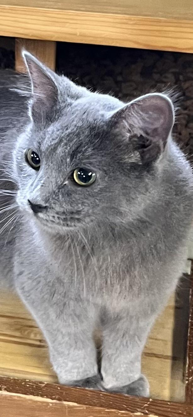Little Dude, adoptable, Adult Male Domestic Medium Hair.