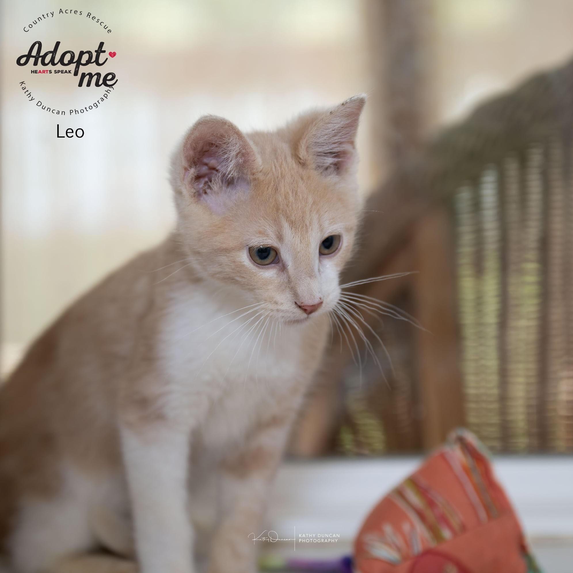 Leo, a Adoptable Domestic Short Hair in Manchester, MO image 2/3