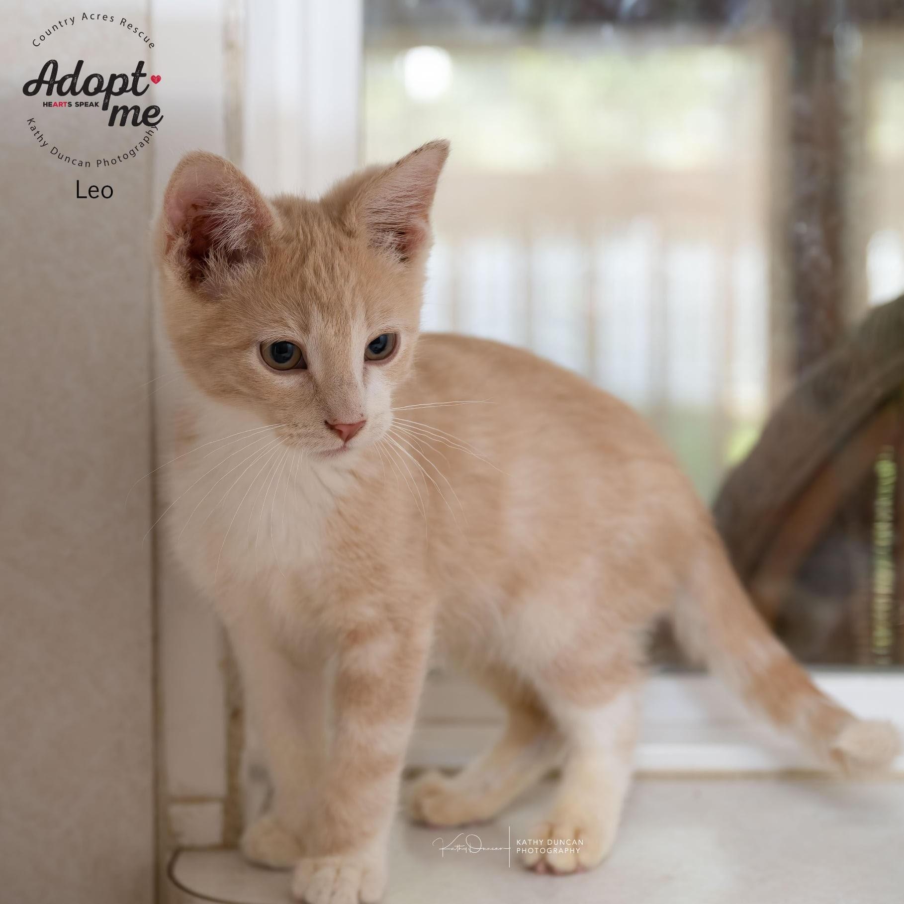 Leo, a Adoptable Domestic Short Hair in Manchester, MO image 3/3