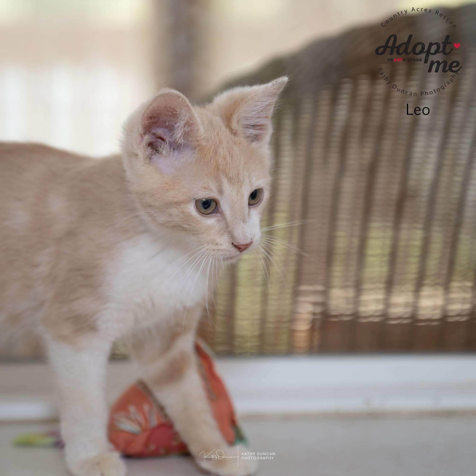 Leo, Adoptable, Kitten Male Domestic Short Hair.