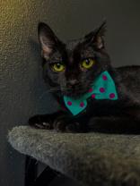 Coffee, Adoptable, Young Female Domestic Short Hair.