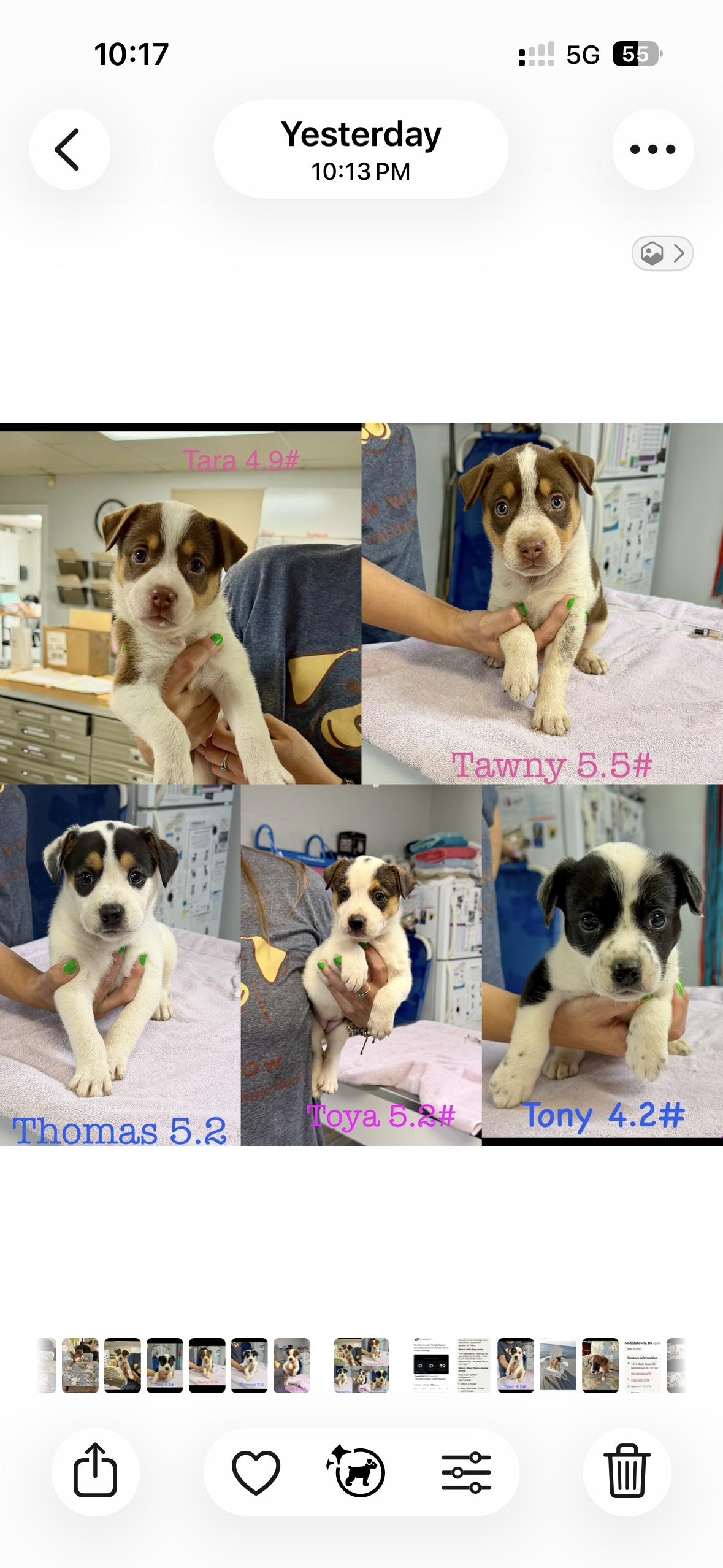 Roger, Rambo, Raymond, rascal and Ranger, ADOPTABLE, Puppy Male Boxer.
