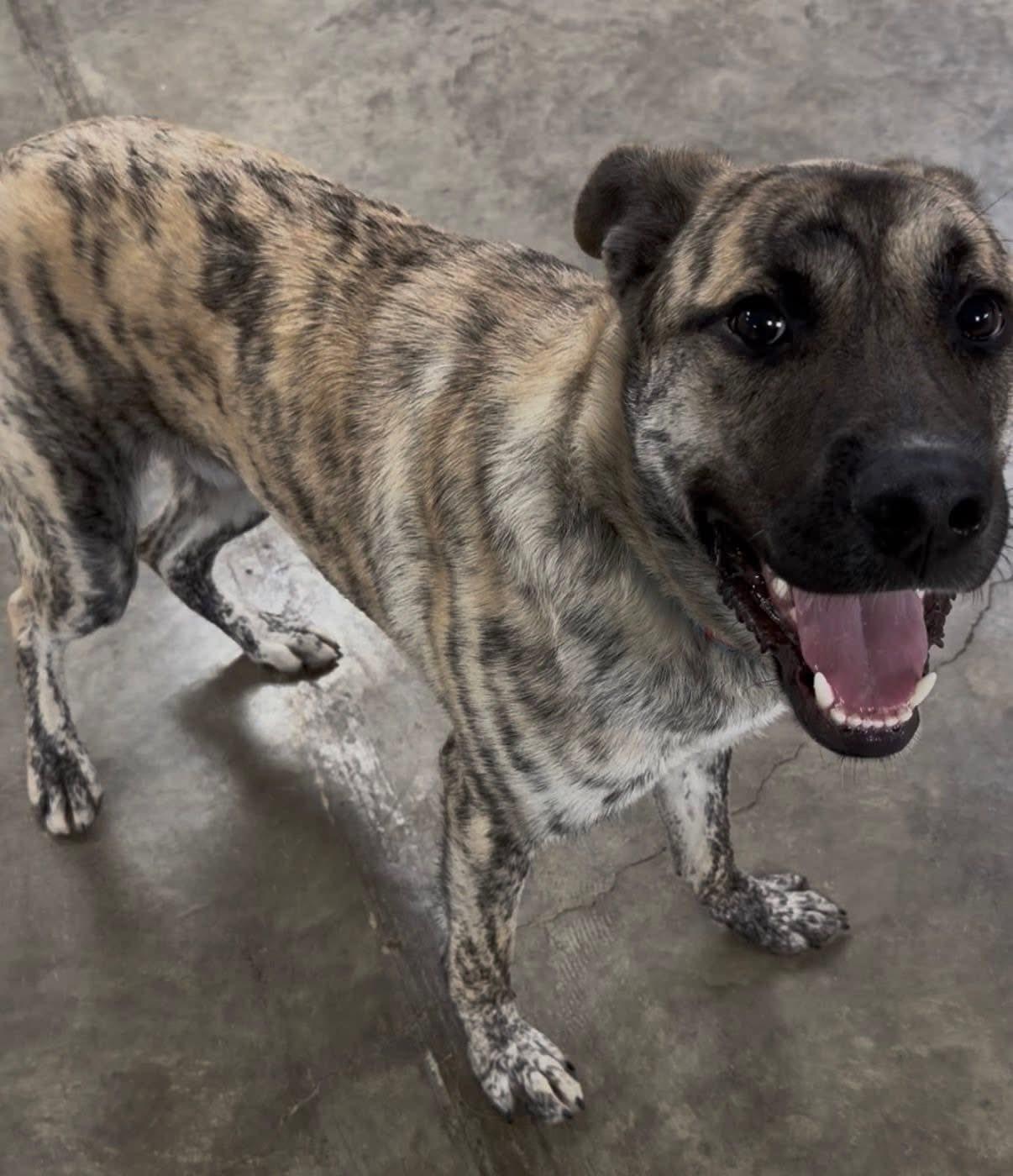 Enlarge Carl, an adopted mixed breed in Indianapolis, IN image 1/3