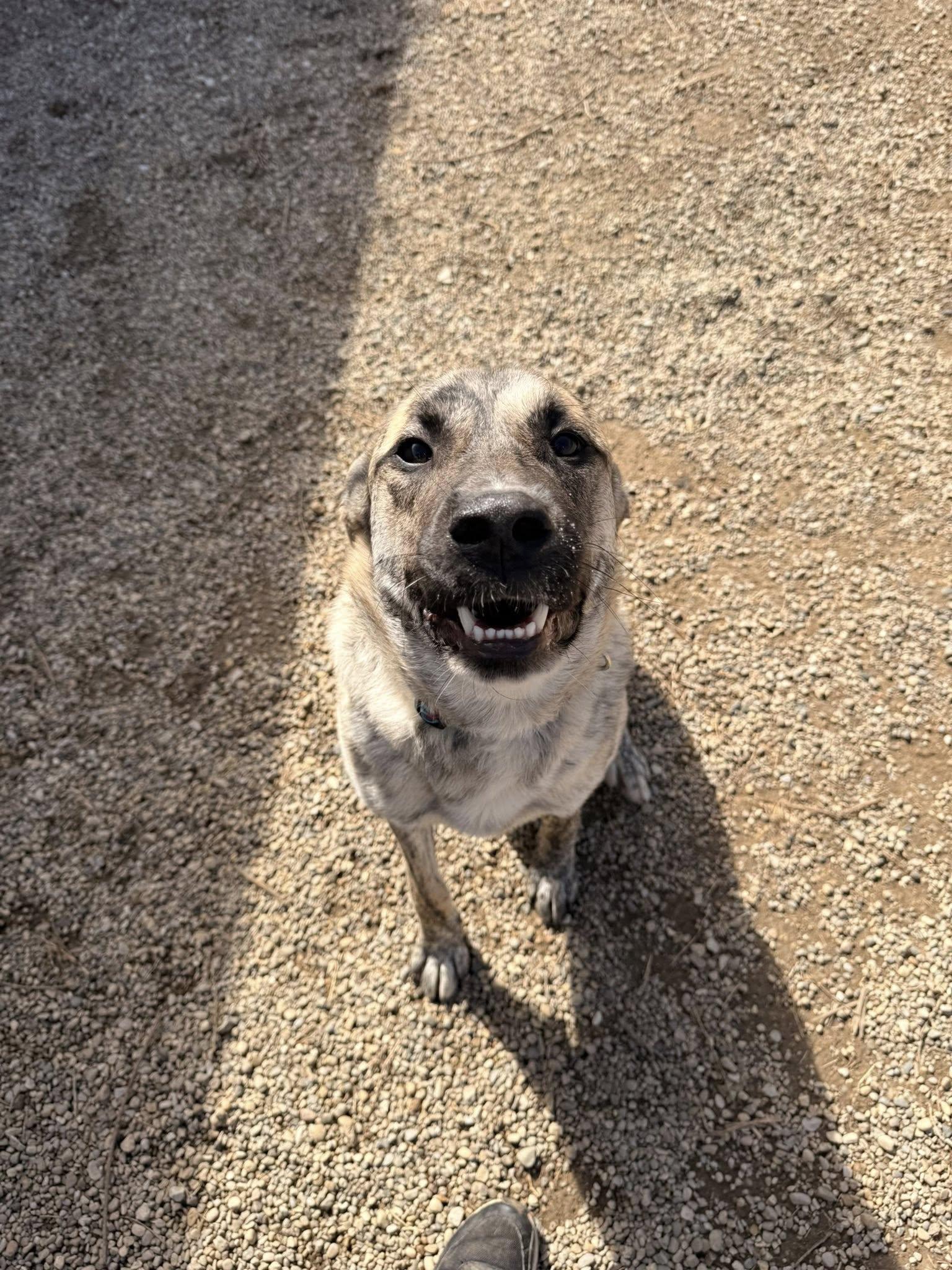 Enlarge Carl, an adopted mixed breed in Indianapolis, IN image 3/3