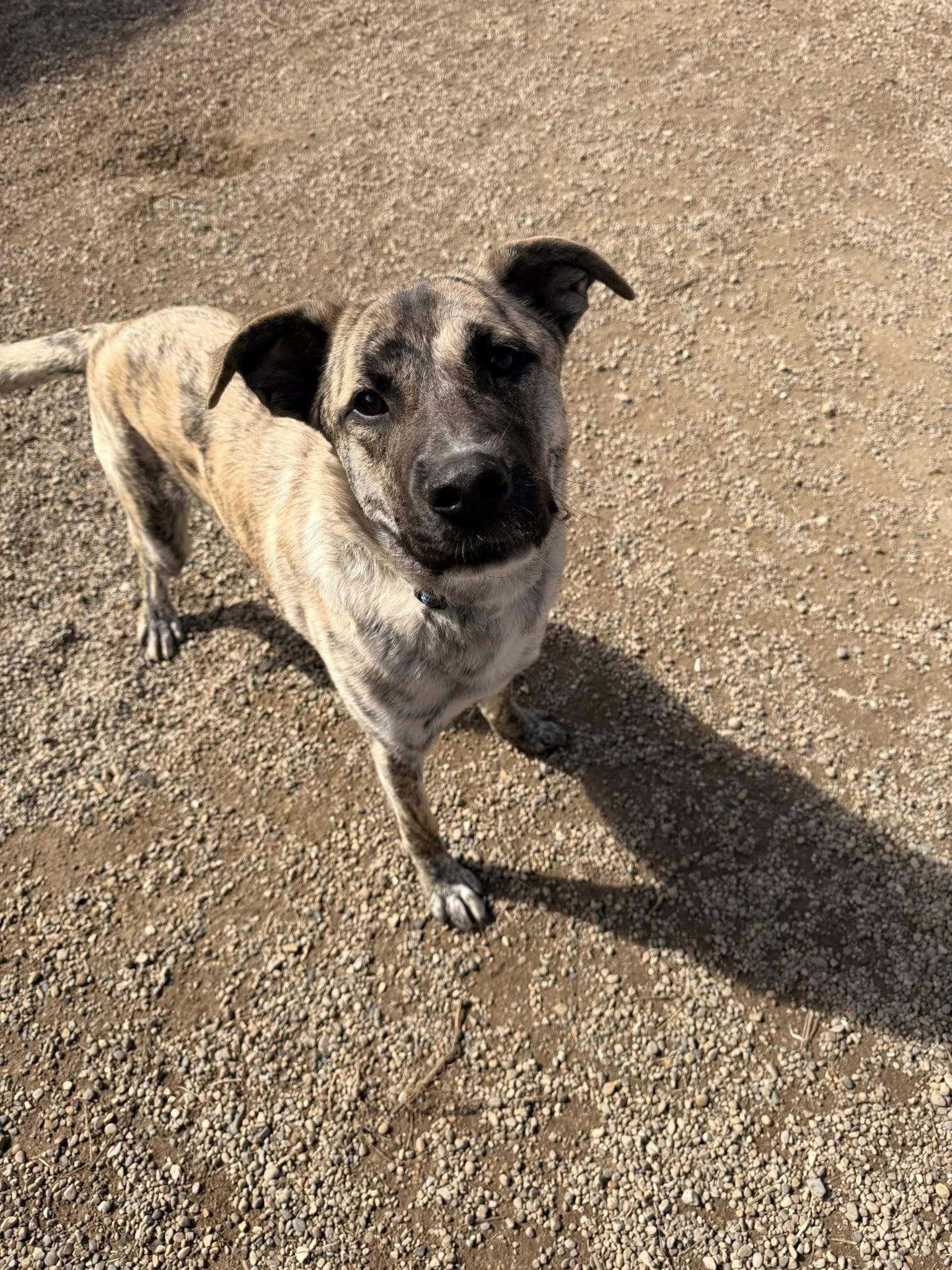 Enlarge Carl, an adopted mixed breed in Indianapolis, IN image 2/3