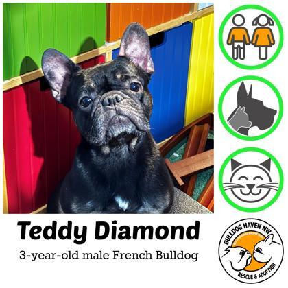 TEDDY DIAMOND - pending, ADOPTABLE, Adult Male French Bulldog.