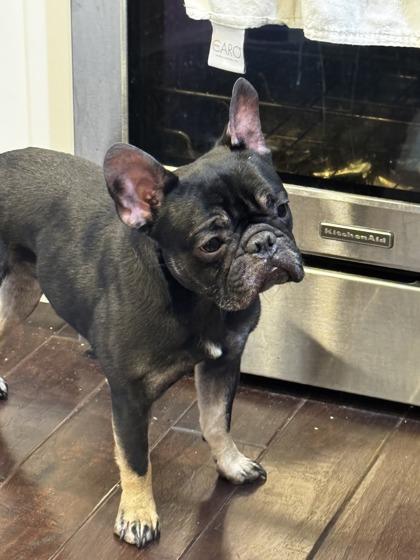 TEDDY DIAMOND - pending, a ADOPTABLE French Bulldog in Bonney Lake, WA image 2/3