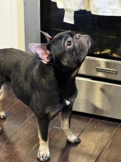 TEDDY DIAMOND - pending, a ADOPTABLE French Bulldog in Bonney Lake, WA image 3/3