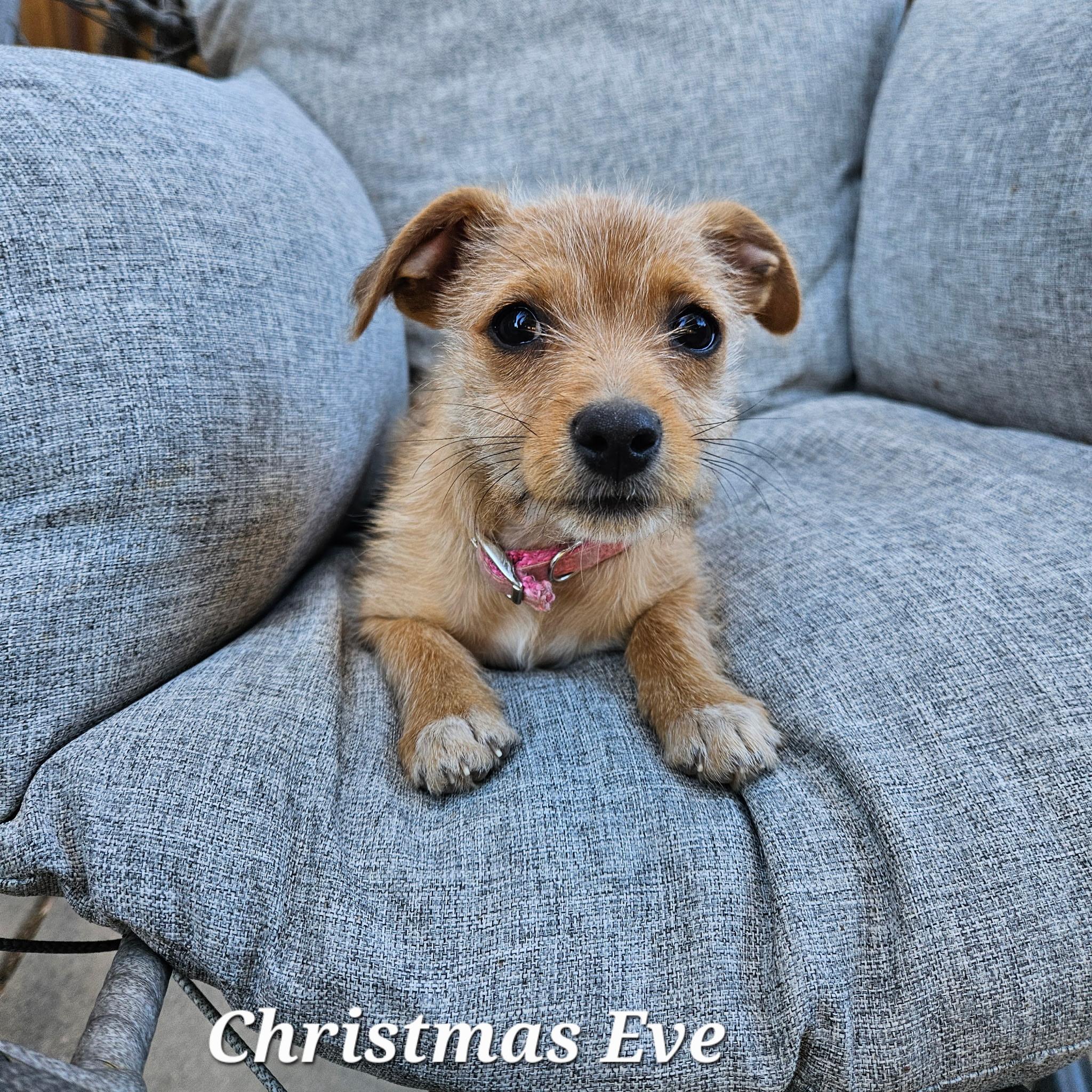 Evie, ADOPTABLE, Puppy Female Cairn Terrier & Chiweenie.
