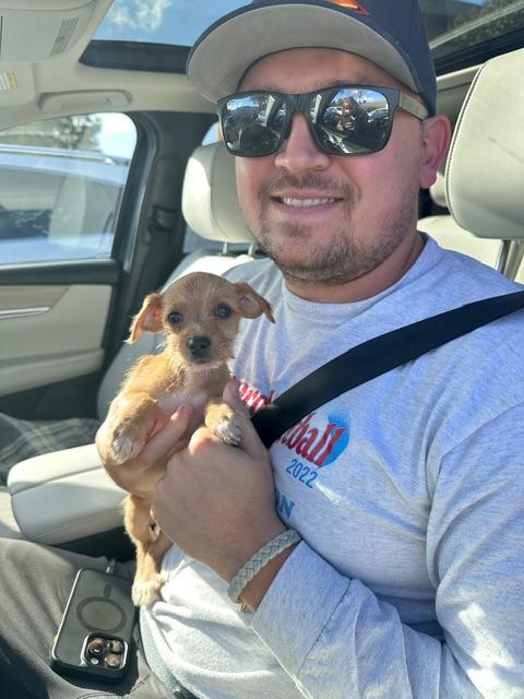 Enlarge Evie, a ADOPTABLE mixed breed in clayton , CA image 2/4