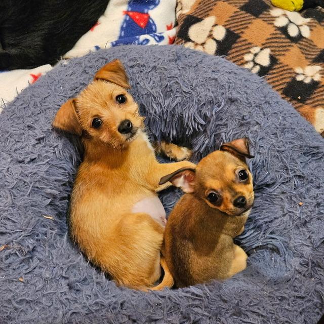 Enlarge Evie, a ADOPTABLE mixed breed in clayton , CA image 3/4