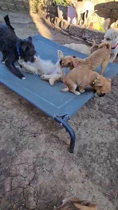 Enlarge Evie, a ADOPTABLE mixed breed in clayton , CA video 4/4