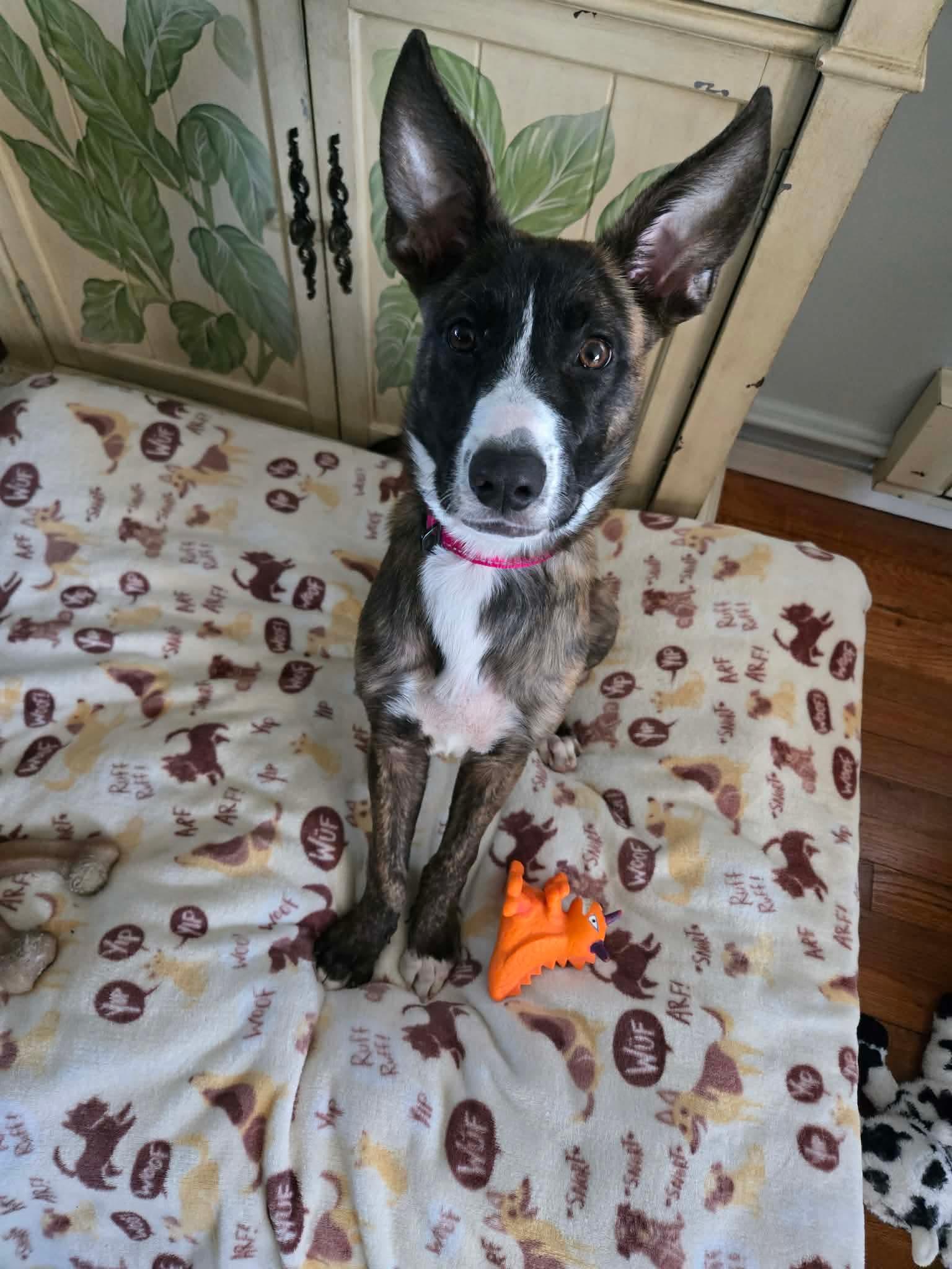 Enlarge Flurry, a ADOPTABLE mixed breed in Bethlehem, PA image 1/5