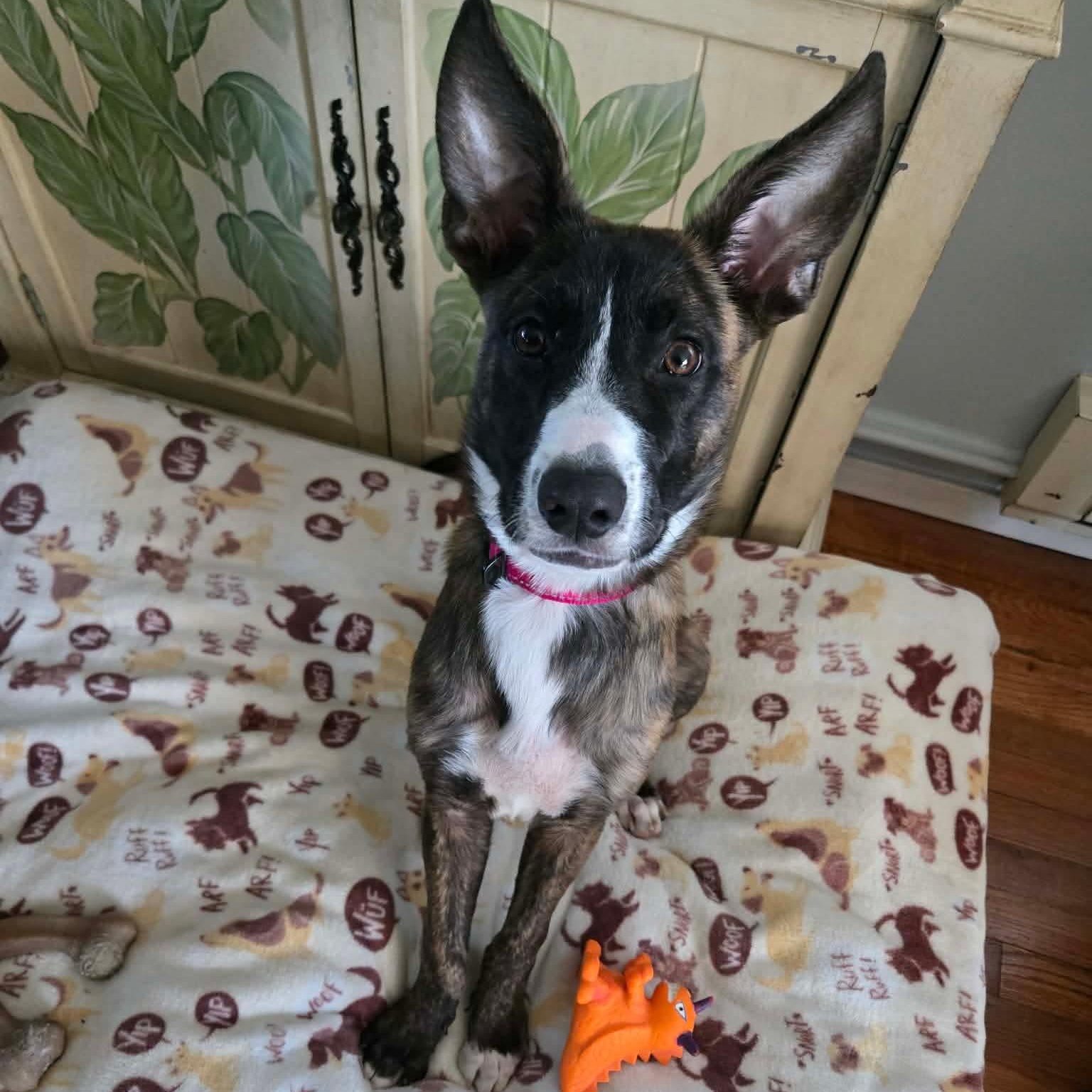 Enlarge Flurry, a ADOPTABLE mixed breed in Bethlehem, PA image 1/5