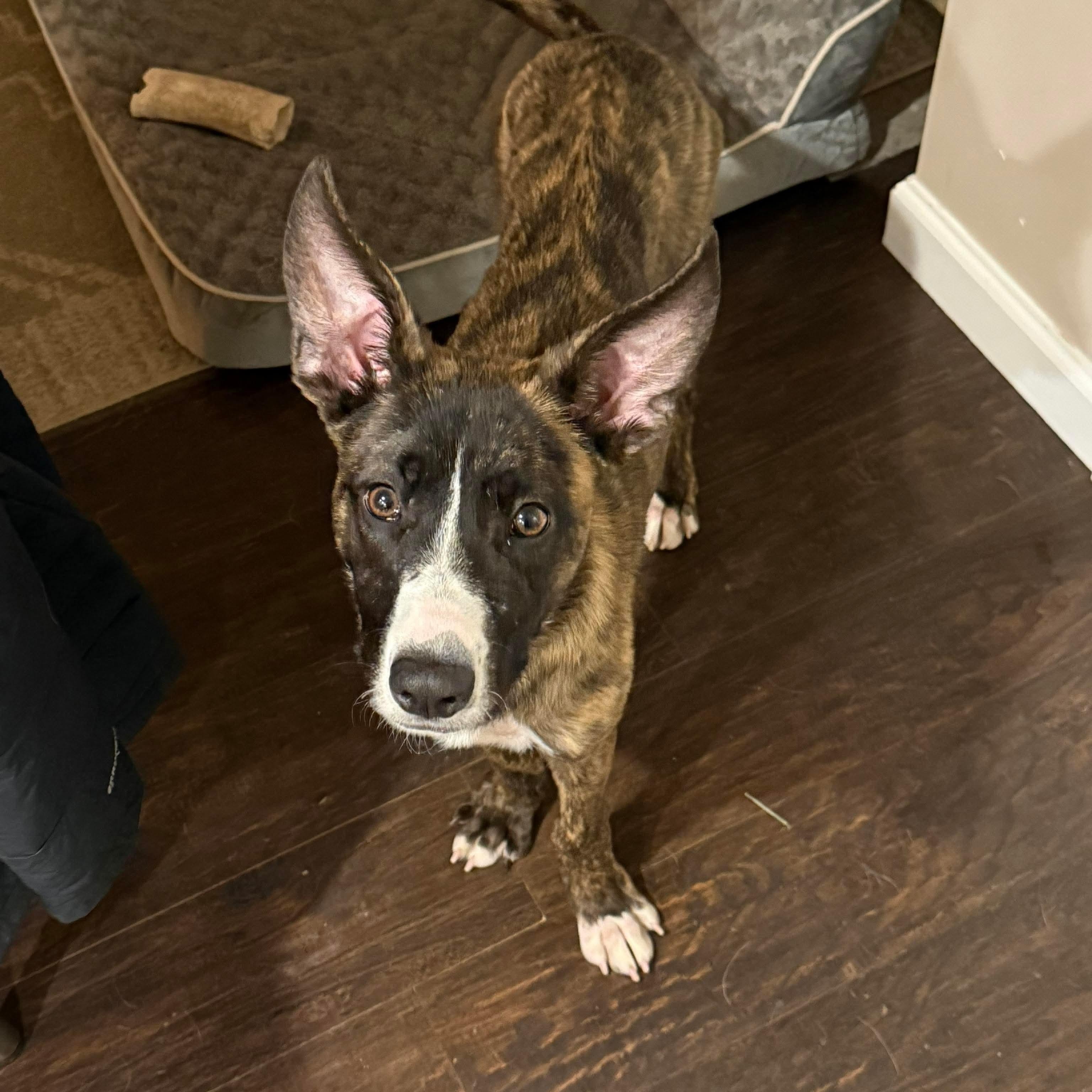 Enlarge Flurry, a ADOPTABLE mixed breed in Bethlehem, PA image 2/5