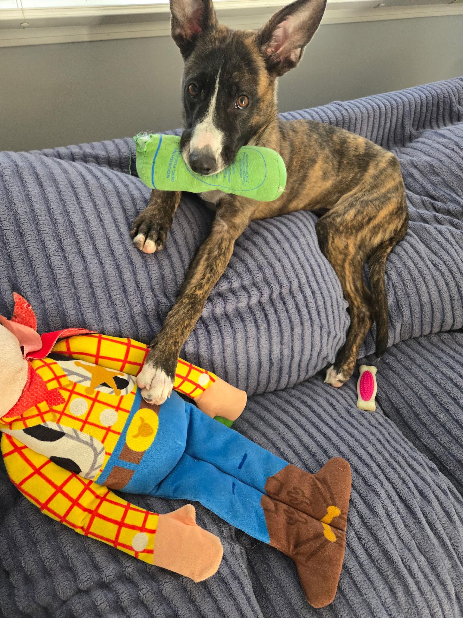 Enlarge Flurry, a ADOPTABLE mixed breed in Bethlehem, PA image 3/5